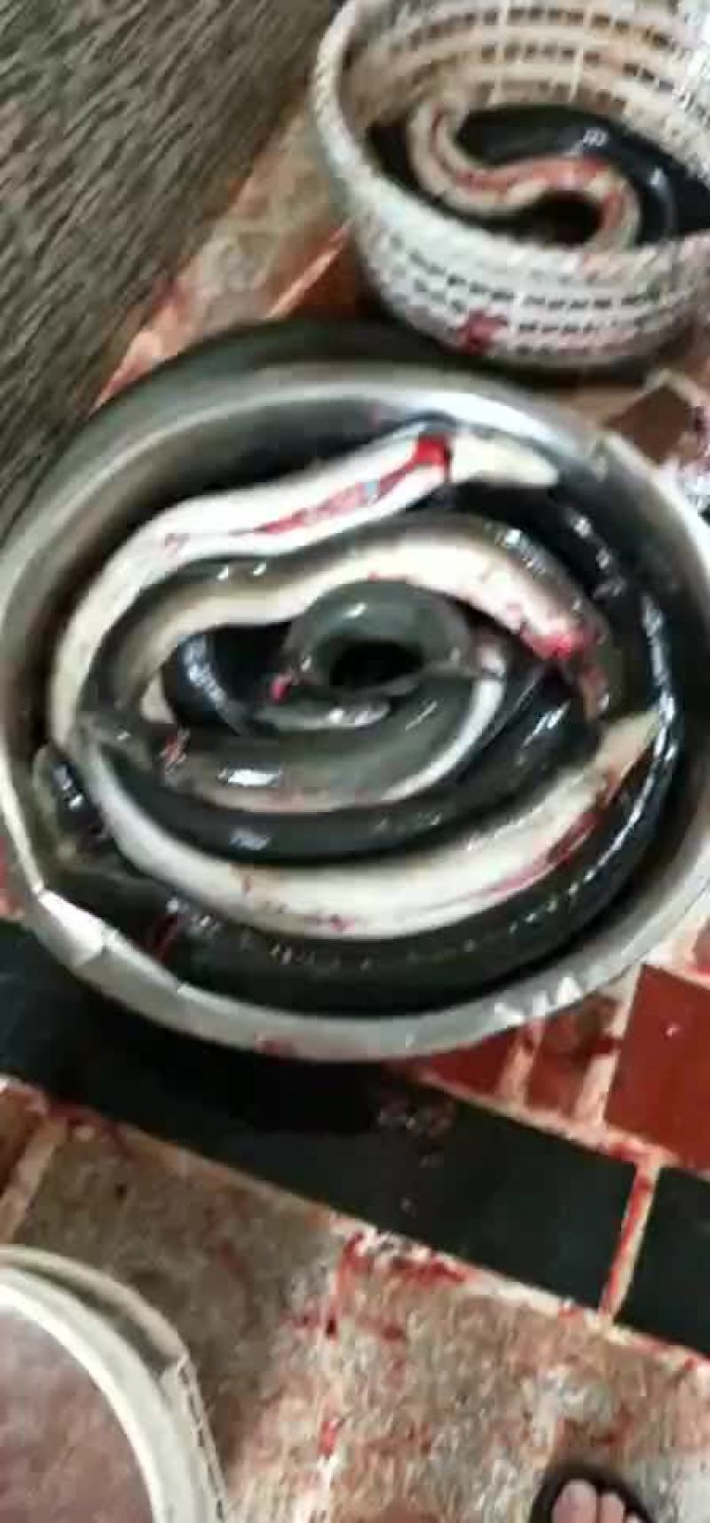 乌耳鳗脆肉鳝保质保量