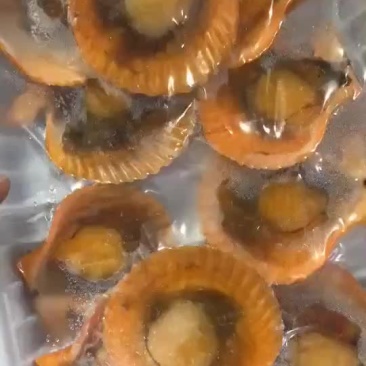 扇贝保质保量量大质优