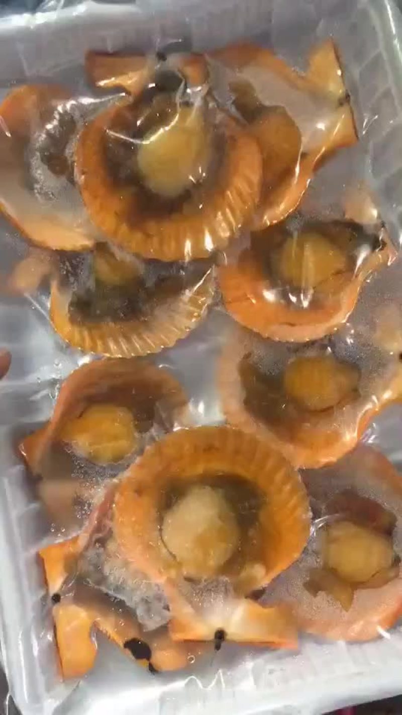 扇贝保质保量量大质优
