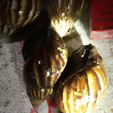 黑肉东风螺大量出售....