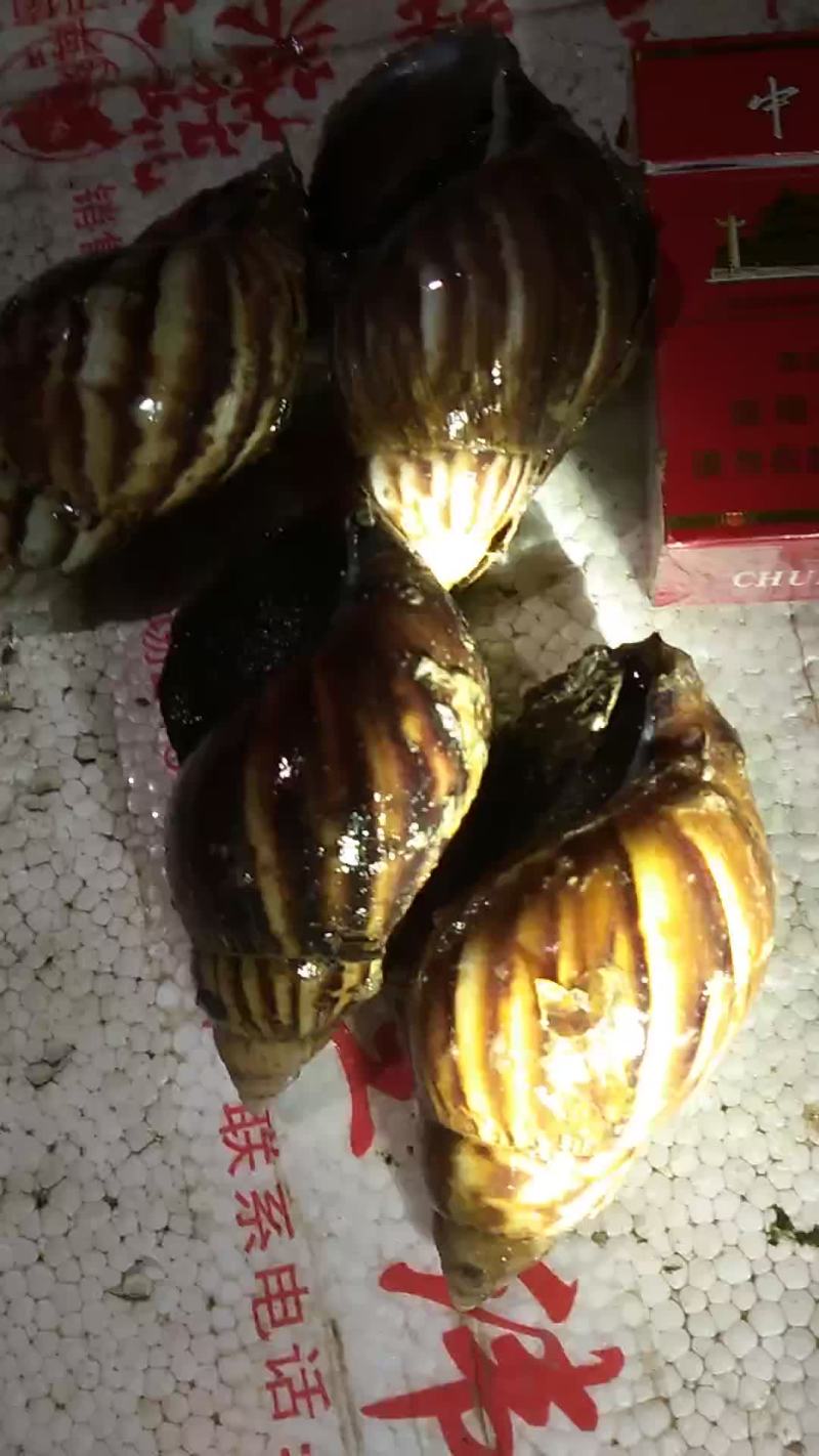 黑肉东风螺大量出售....