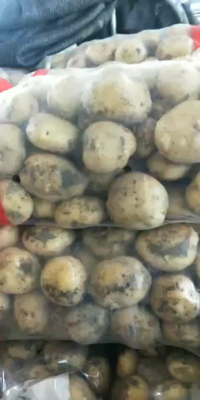 土豆