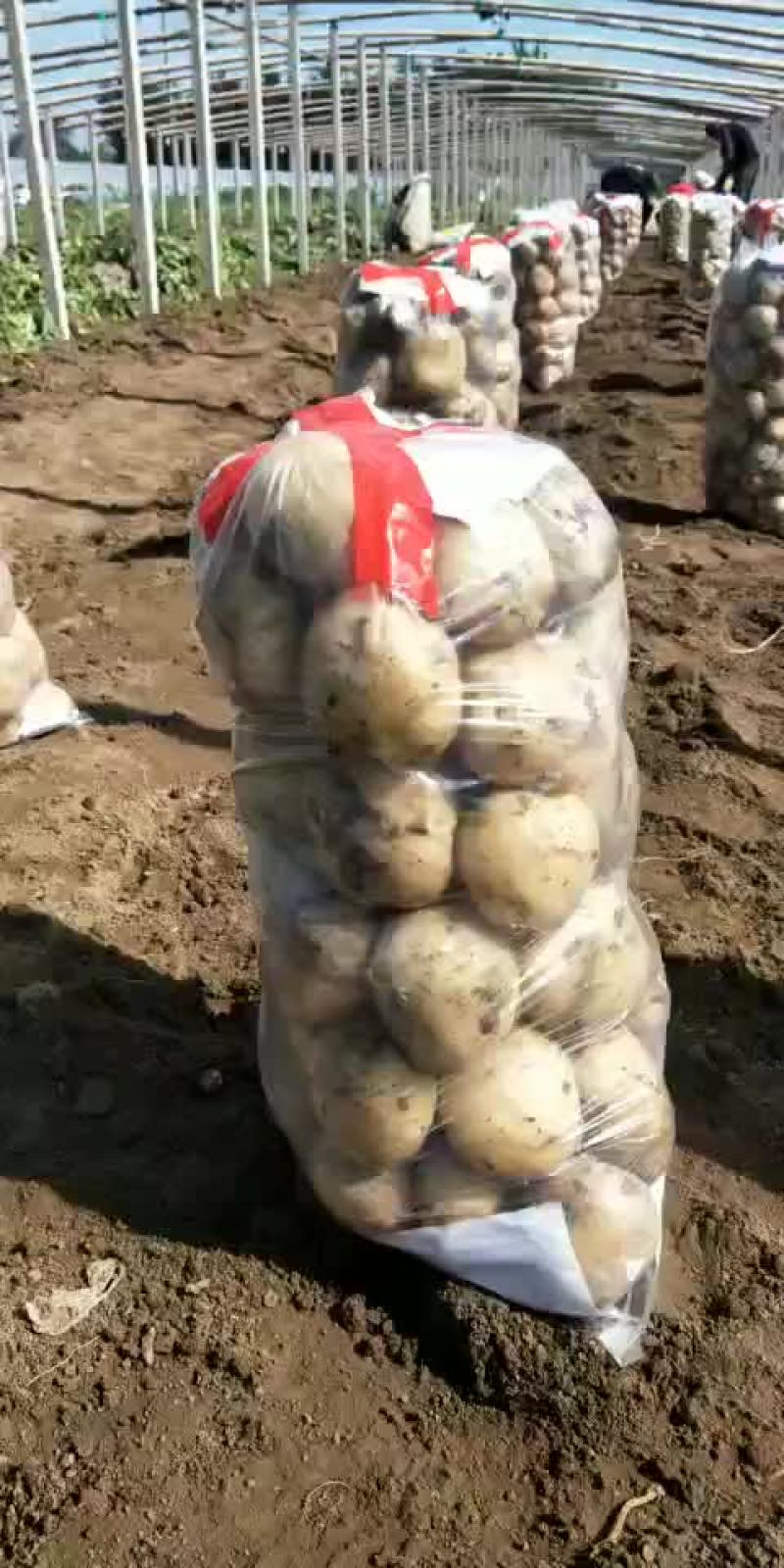 土豆