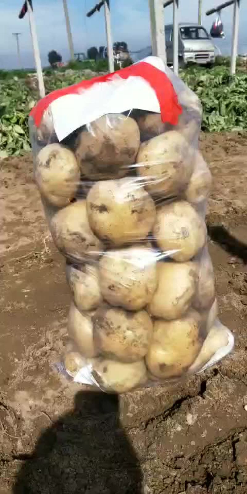土豆