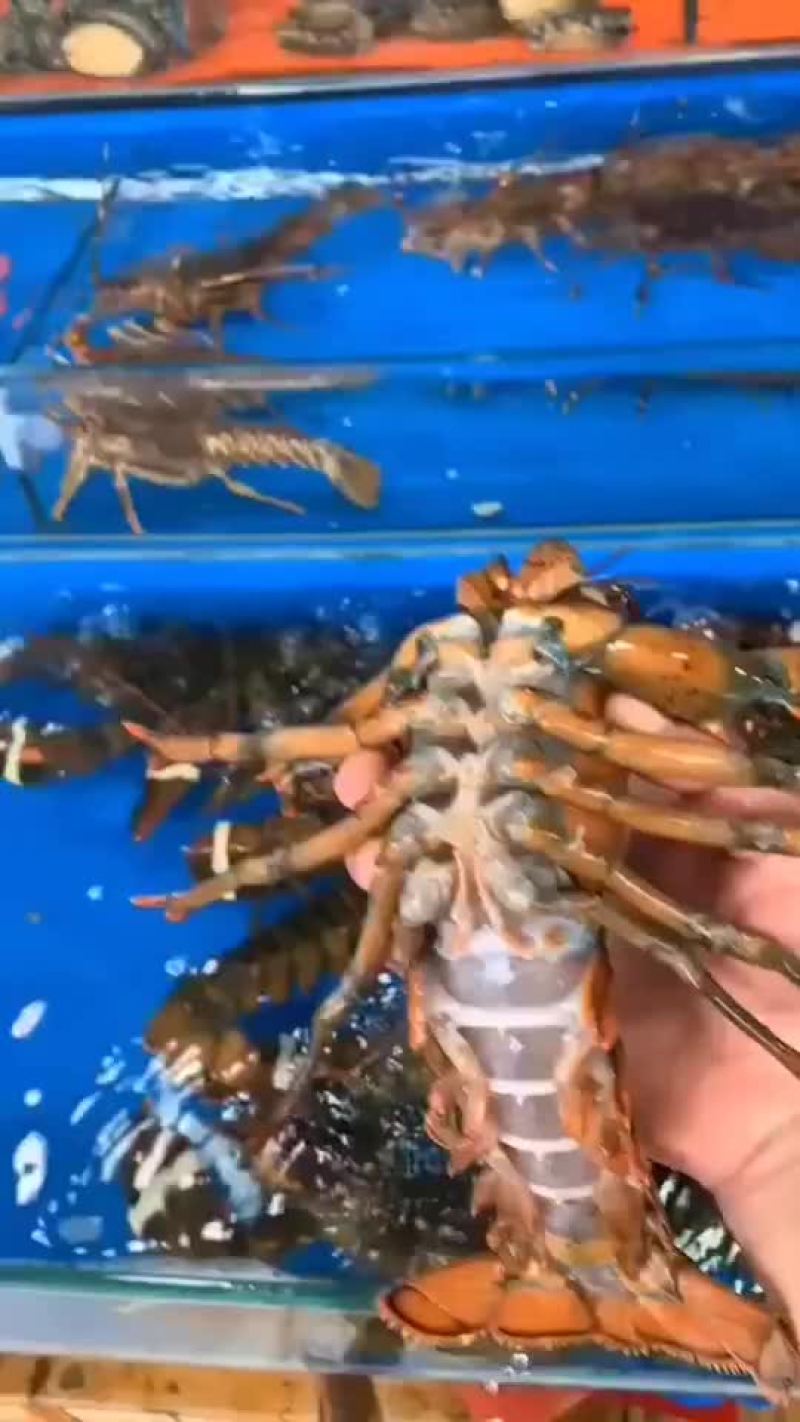 鲜活活蹦乱跳的波士顿特价小龙虾