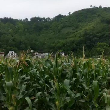 万糯2000玉米秸秆