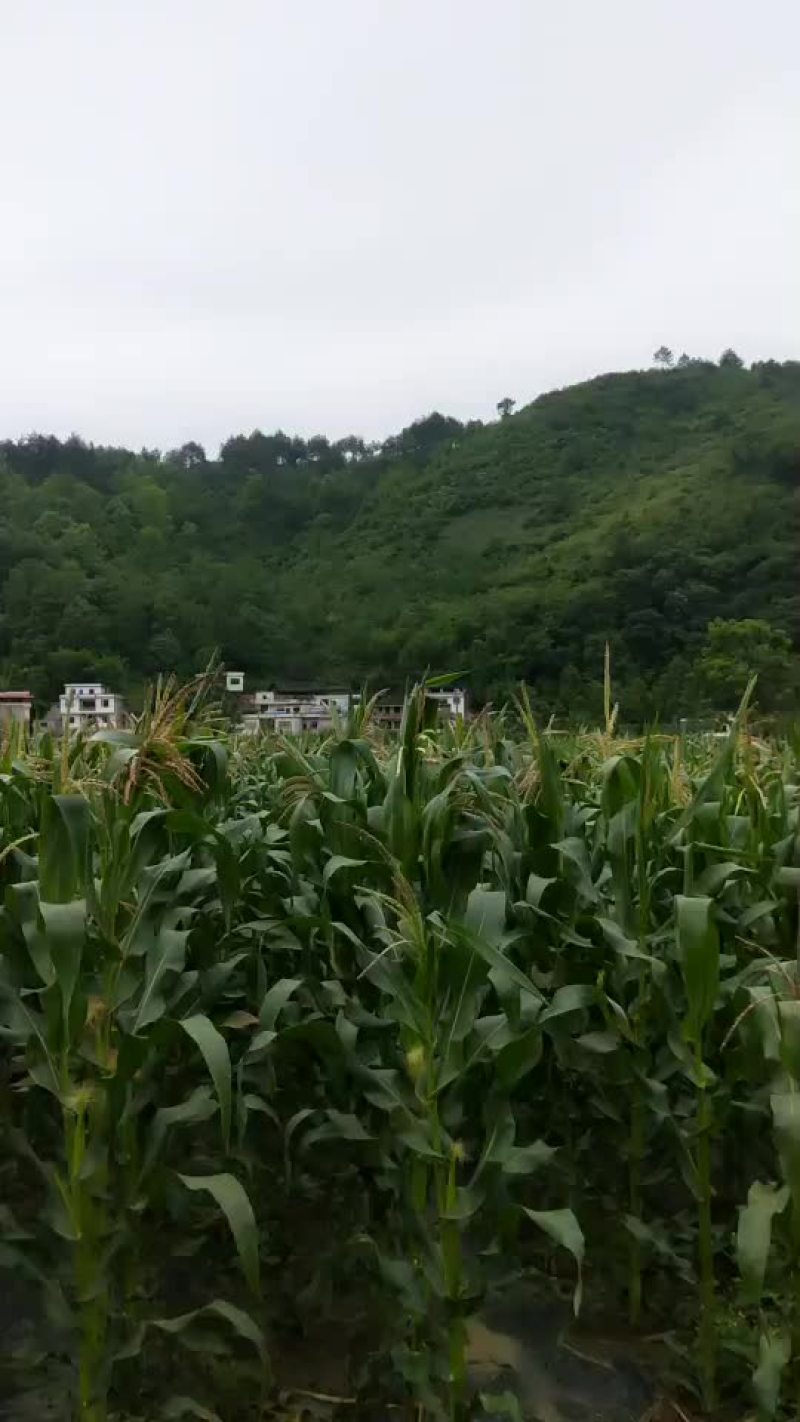 万糯2000玉米秸秆