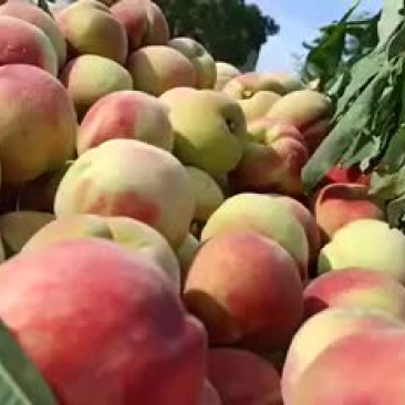 美嘉