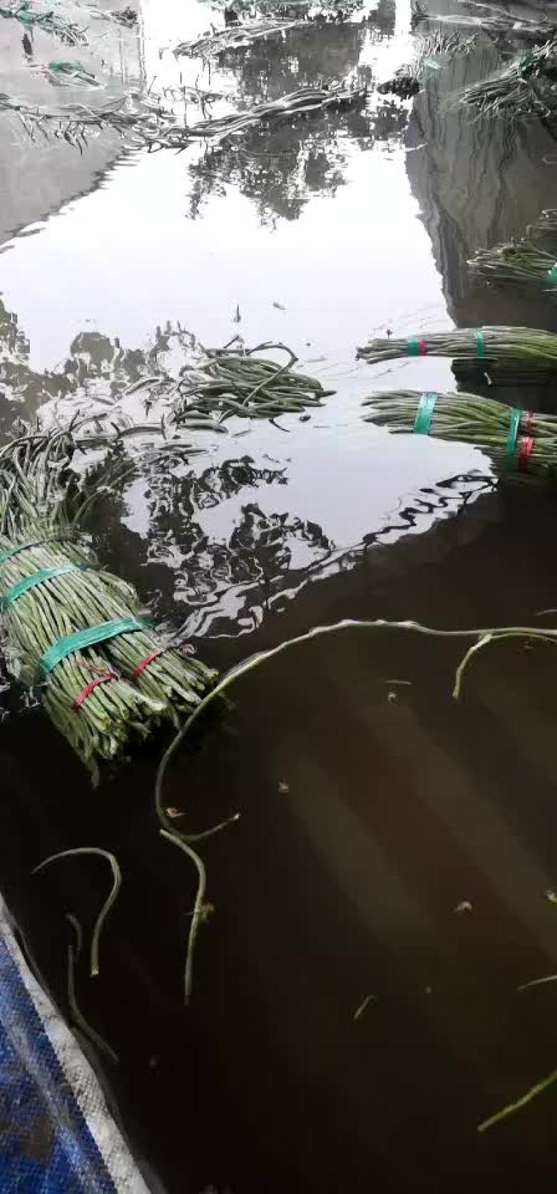豆角