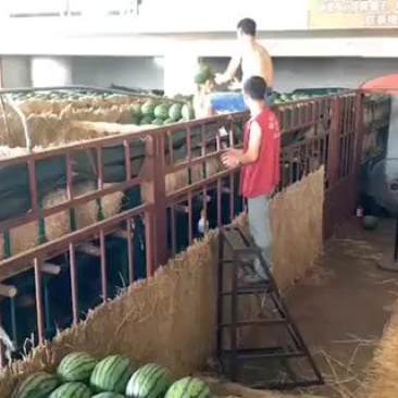 各种西瓜，甜王，黑美人，花瓜，美都麒麟瓜