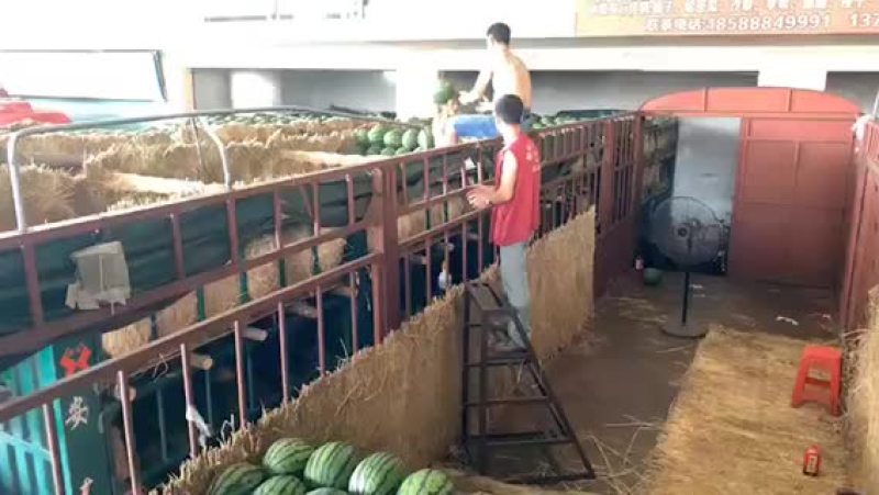 各种西瓜，甜王，黑美人，花瓜，美都麒麟瓜