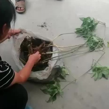 野生三七