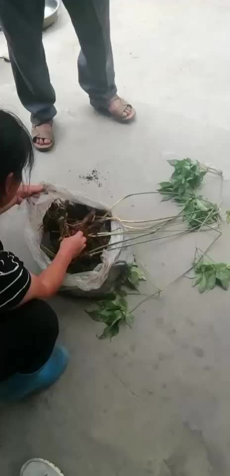 野生三七