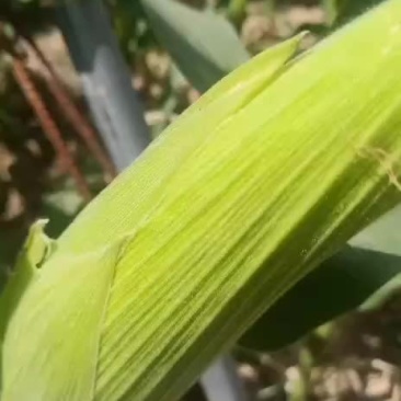 白糯玉米