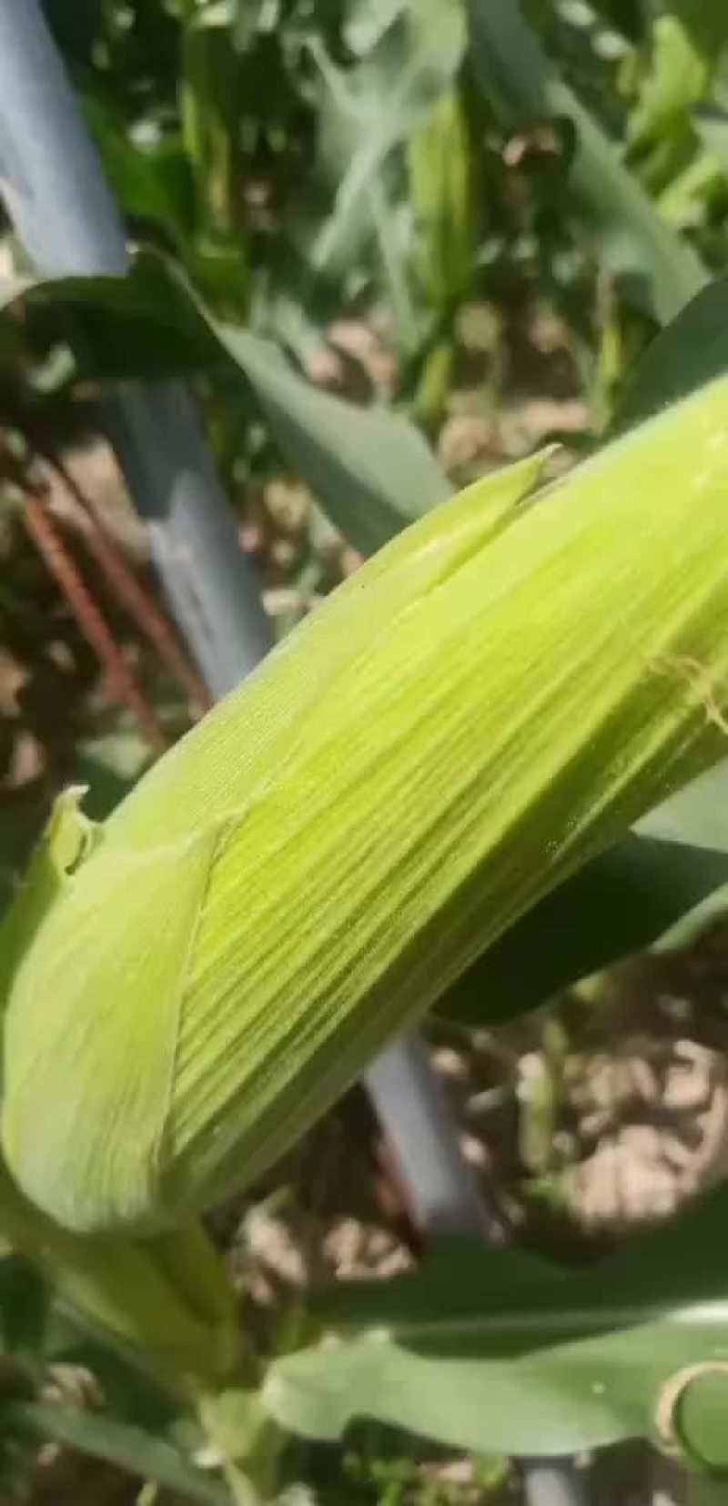 白糯玉米