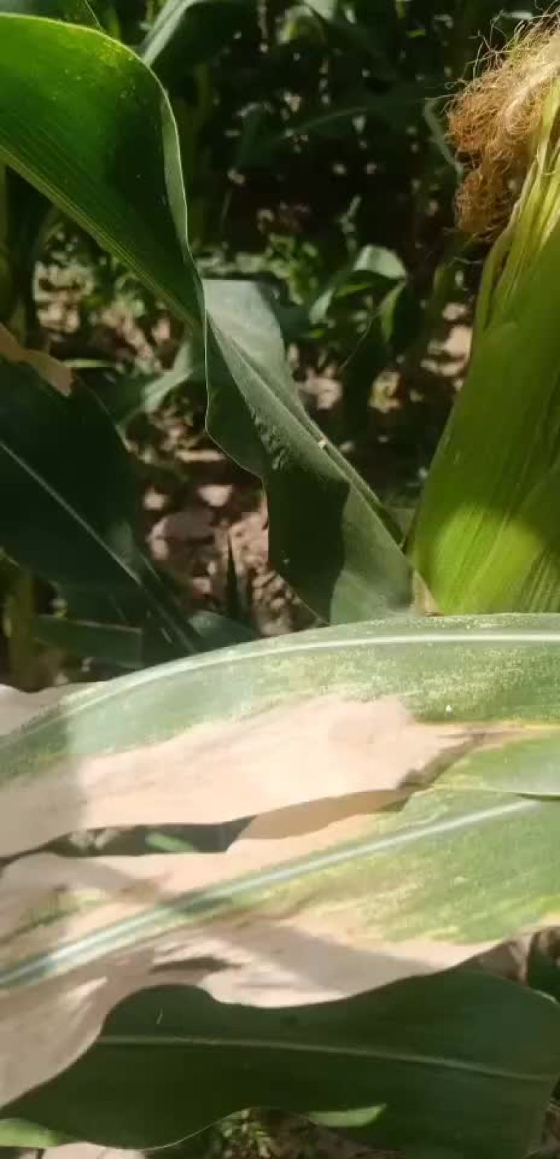 白糯玉米