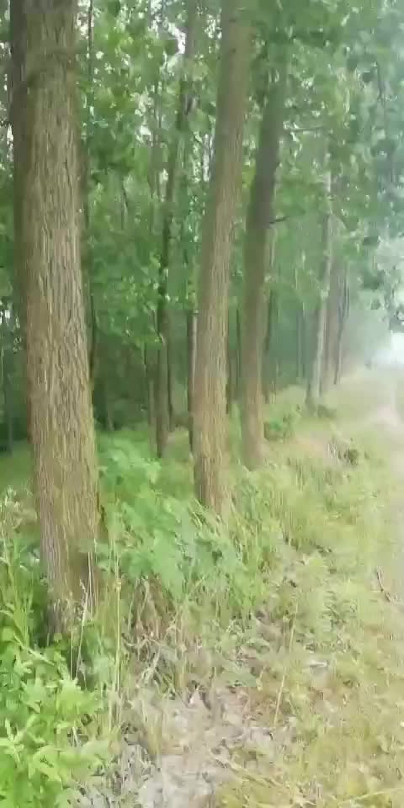 供应各种杨树原木杉木