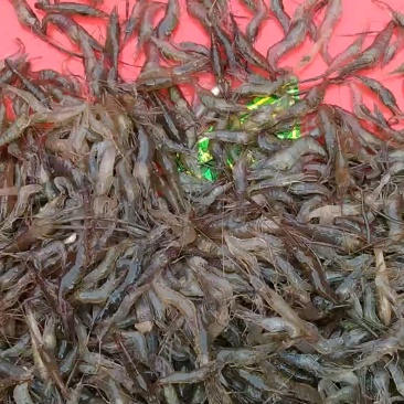 河虾