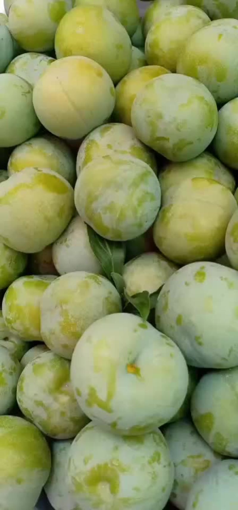 青脆李