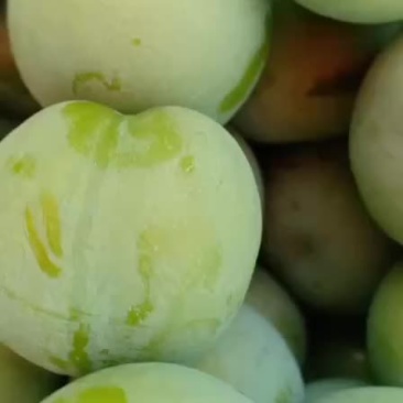 青脆李