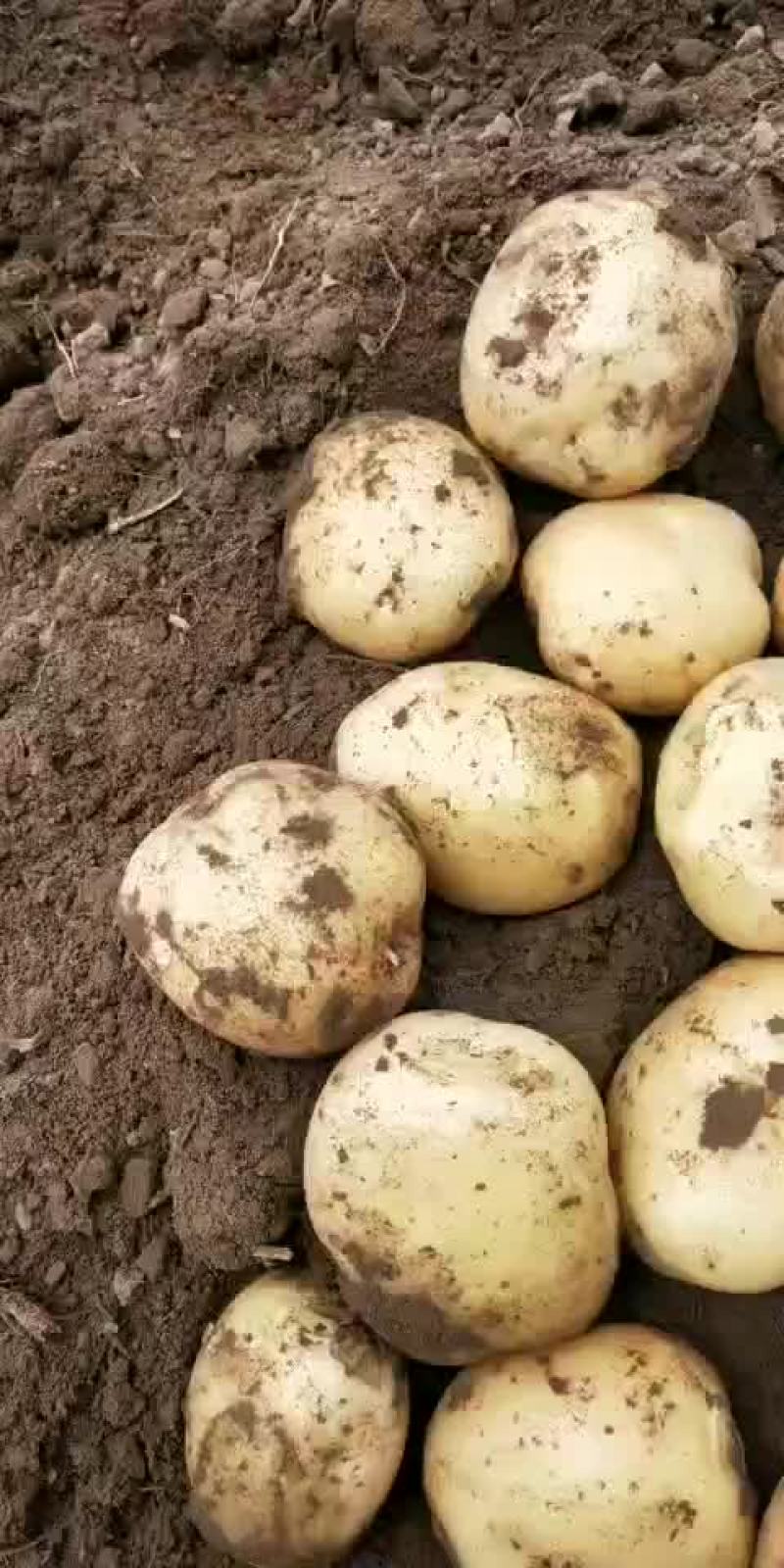 土豆