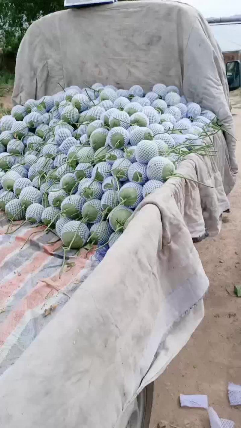 绿宝甜瓜