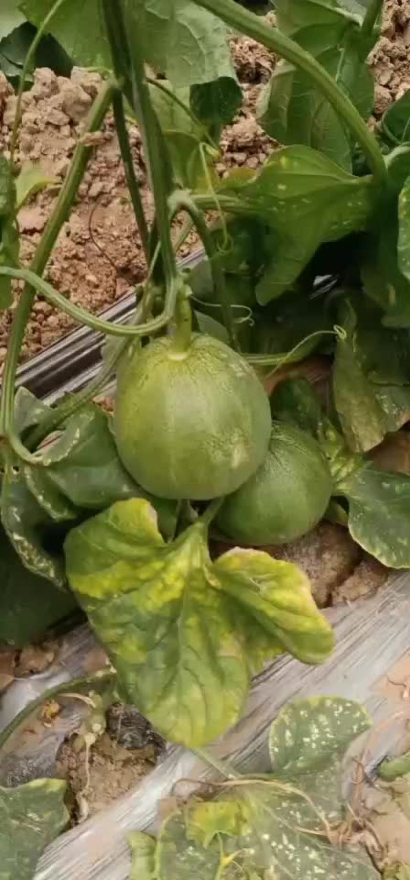 绿宝甜瓜