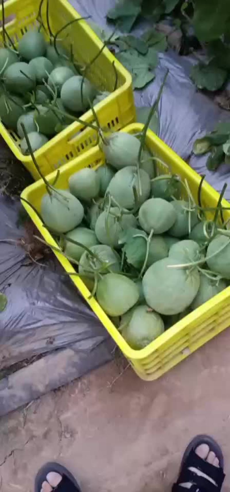 绿宝甜瓜