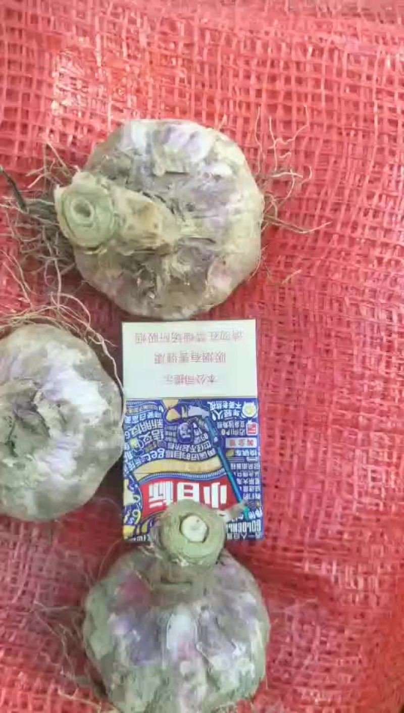 鲜蒜头把蒜净蒜大量上市。有需要的联