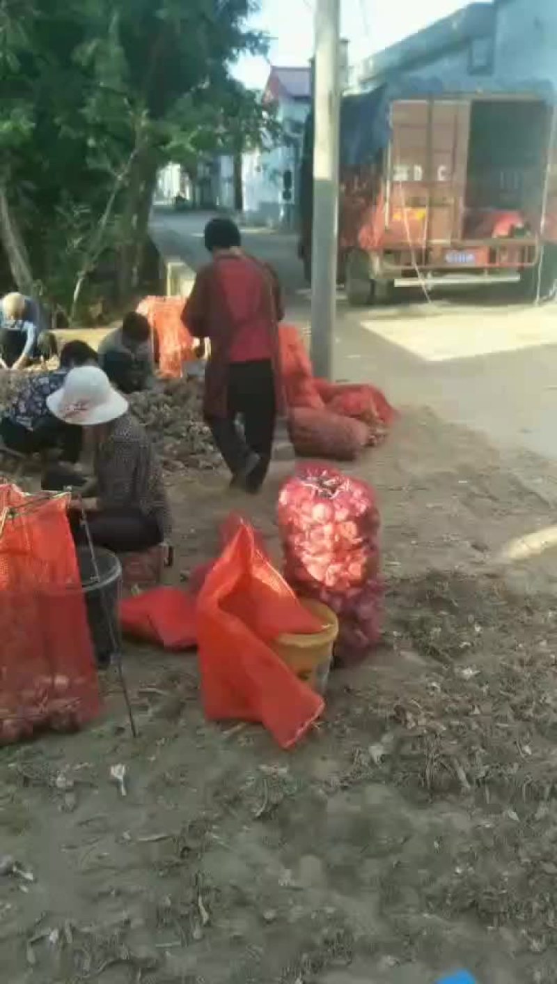 鲜蒜头把蒜净蒜大量上市。有需要的联
