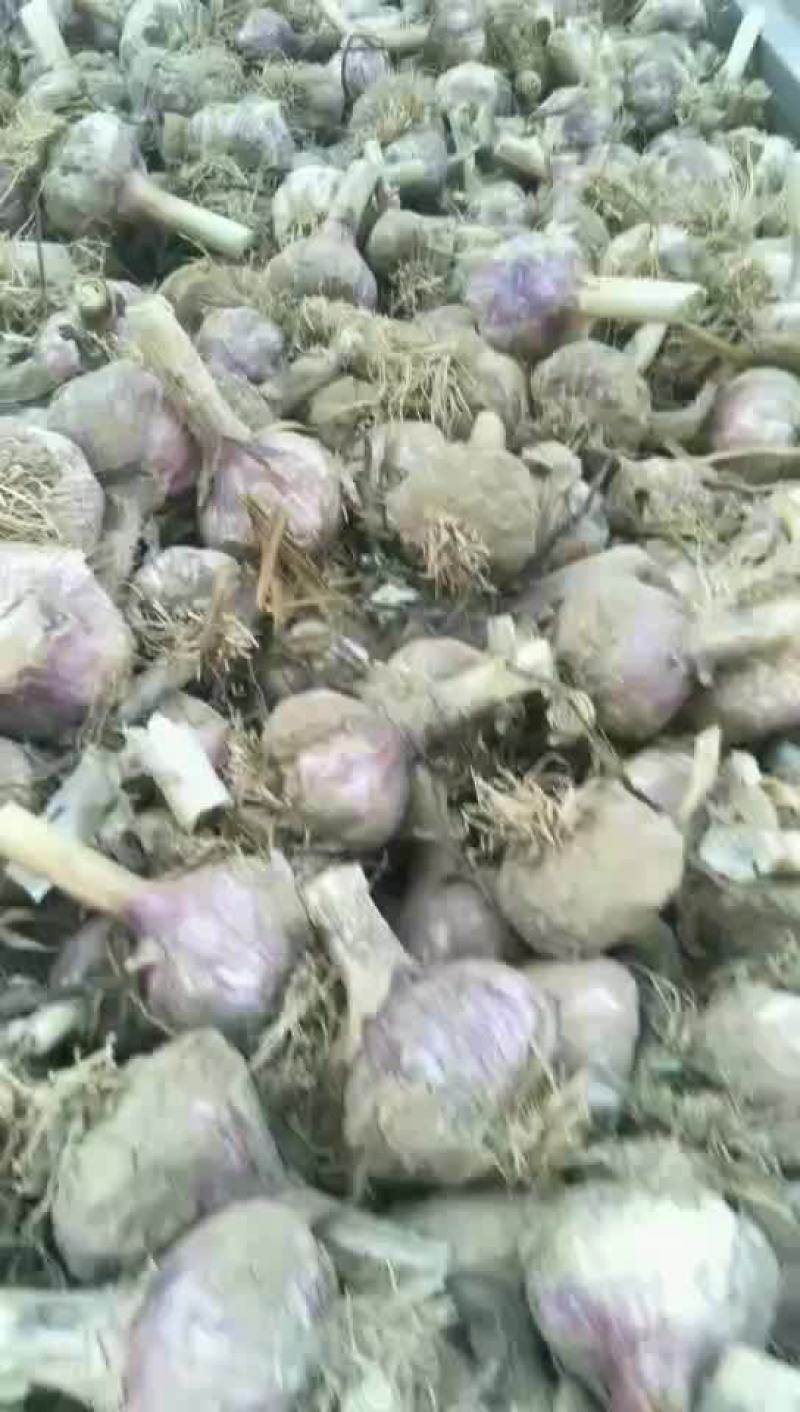 鲜蒜头把蒜净蒜大量上市。有需要的联