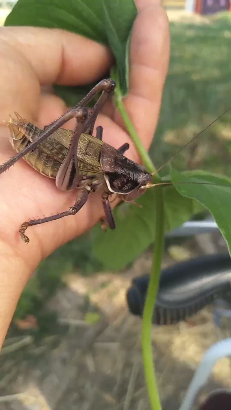 蛙叫虫鸣