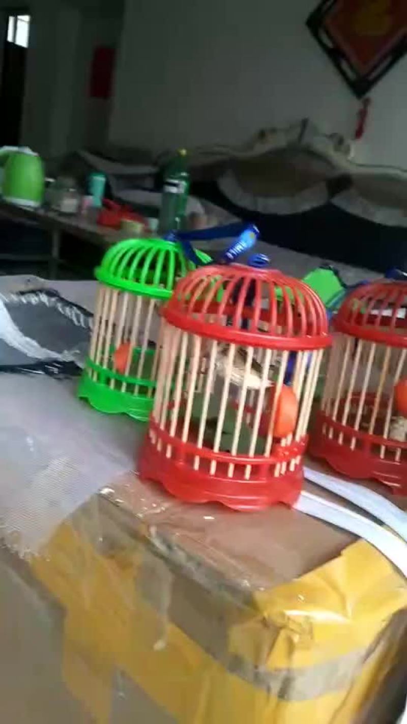 蛙叫虫鸣