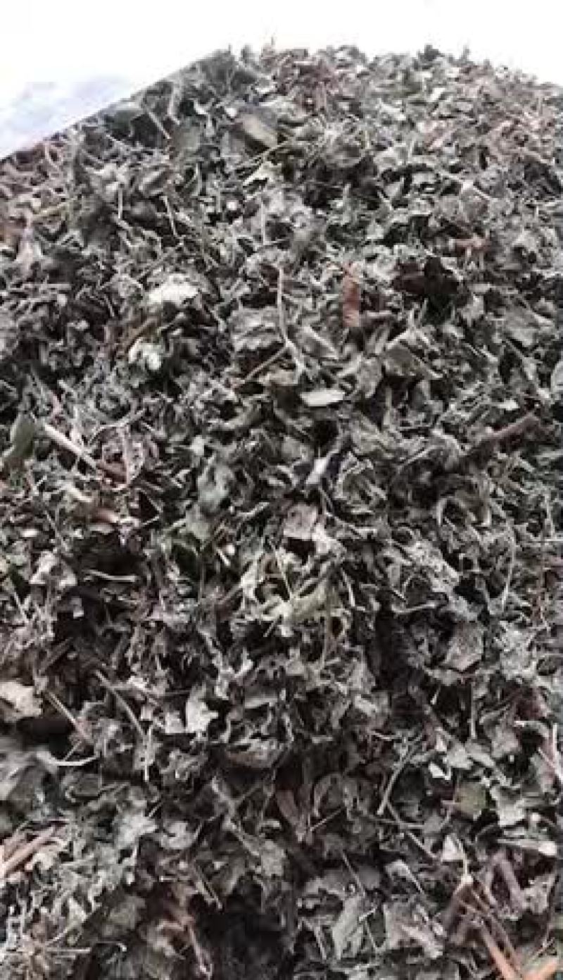 韶关本地白茶又名藤茶