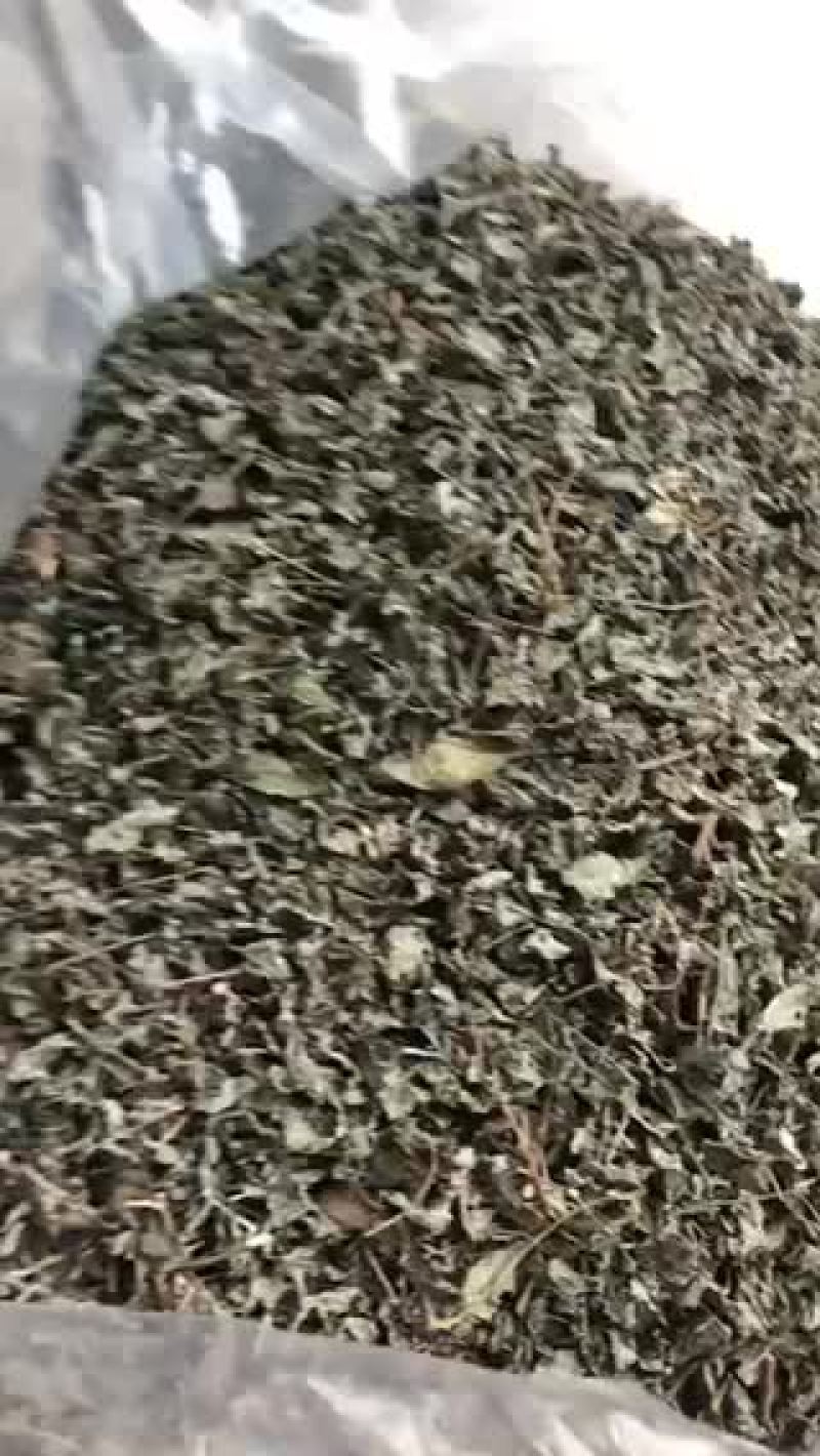 韶关本地白茶又名藤茶