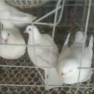 出售乳鸽银王瓦灰白羽王