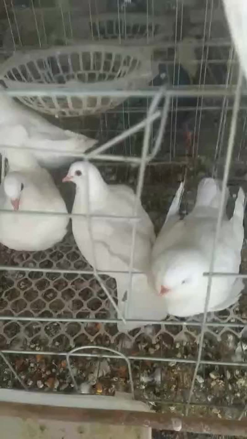 出售乳鸽银王瓦灰白羽王