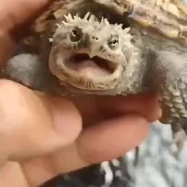 爆刺原种佛鳄