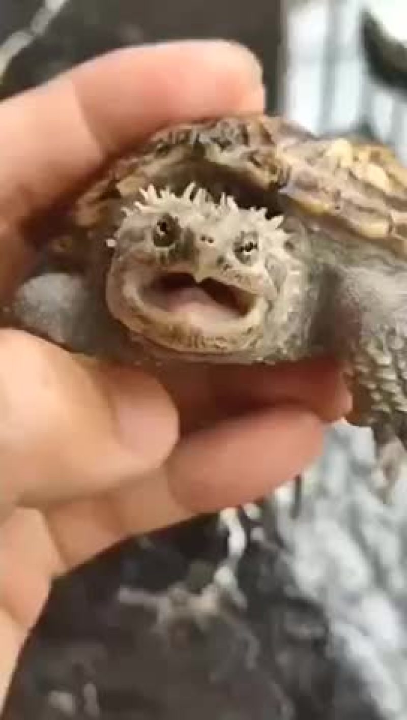 爆刺原种佛鳄