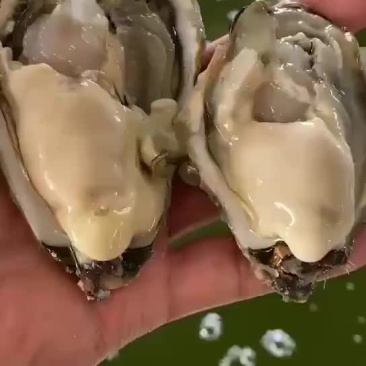 乳山生蚝三倍体