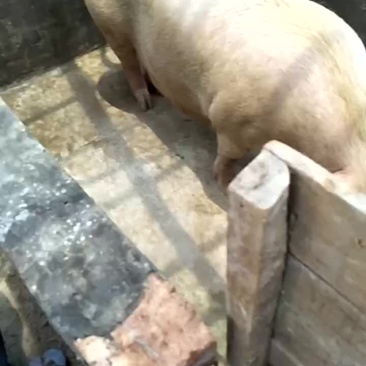 长白三元杂商品猪仔长得快，肥肉少，肉质好欢迎来电