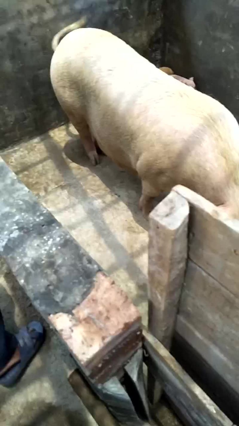 长白三元杂商品猪仔长得快，肥肉少，肉质好欢迎来电
