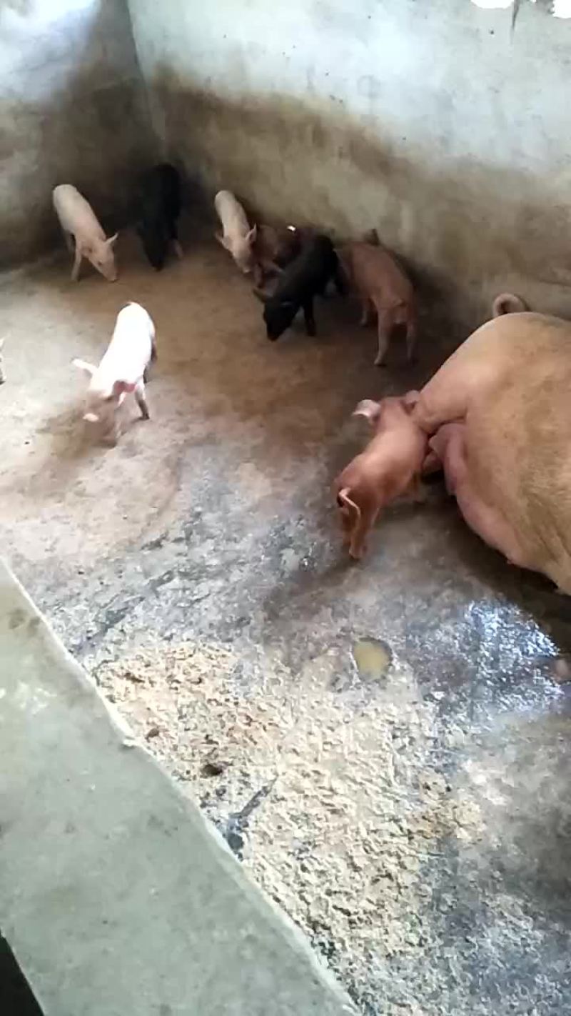长白三元杂商品猪仔长得快，肥肉少，肉质好欢迎来电