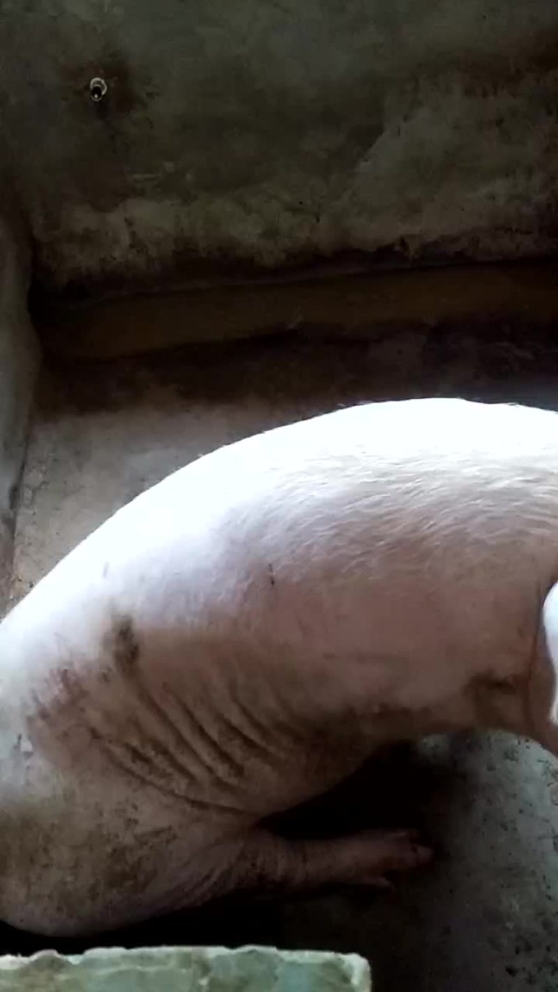 长白三元杂商品猪仔长得快，肥肉少，肉质好欢迎来电