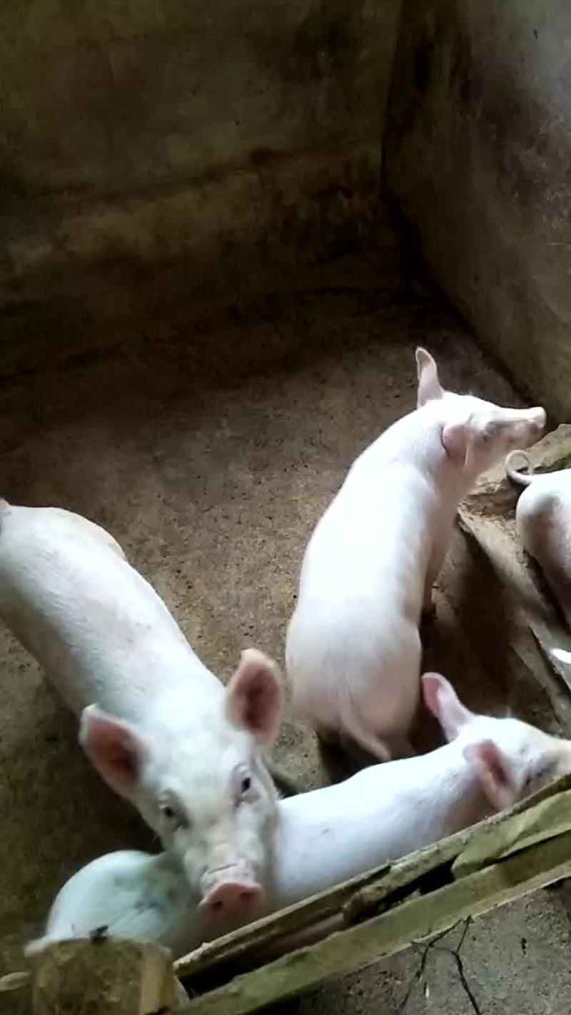 长白三元杂商品猪仔长得快，肥肉少，肉质好欢迎来电