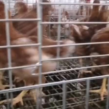 青年鸡