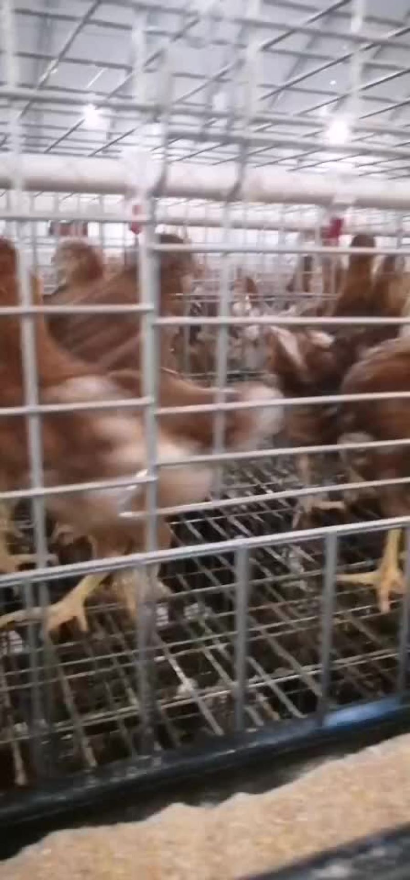 青年鸡