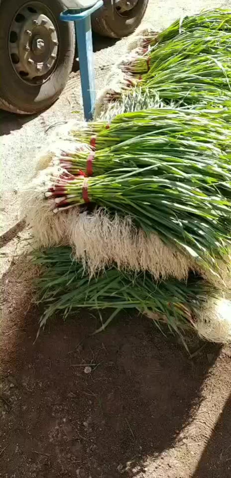 蒜苗