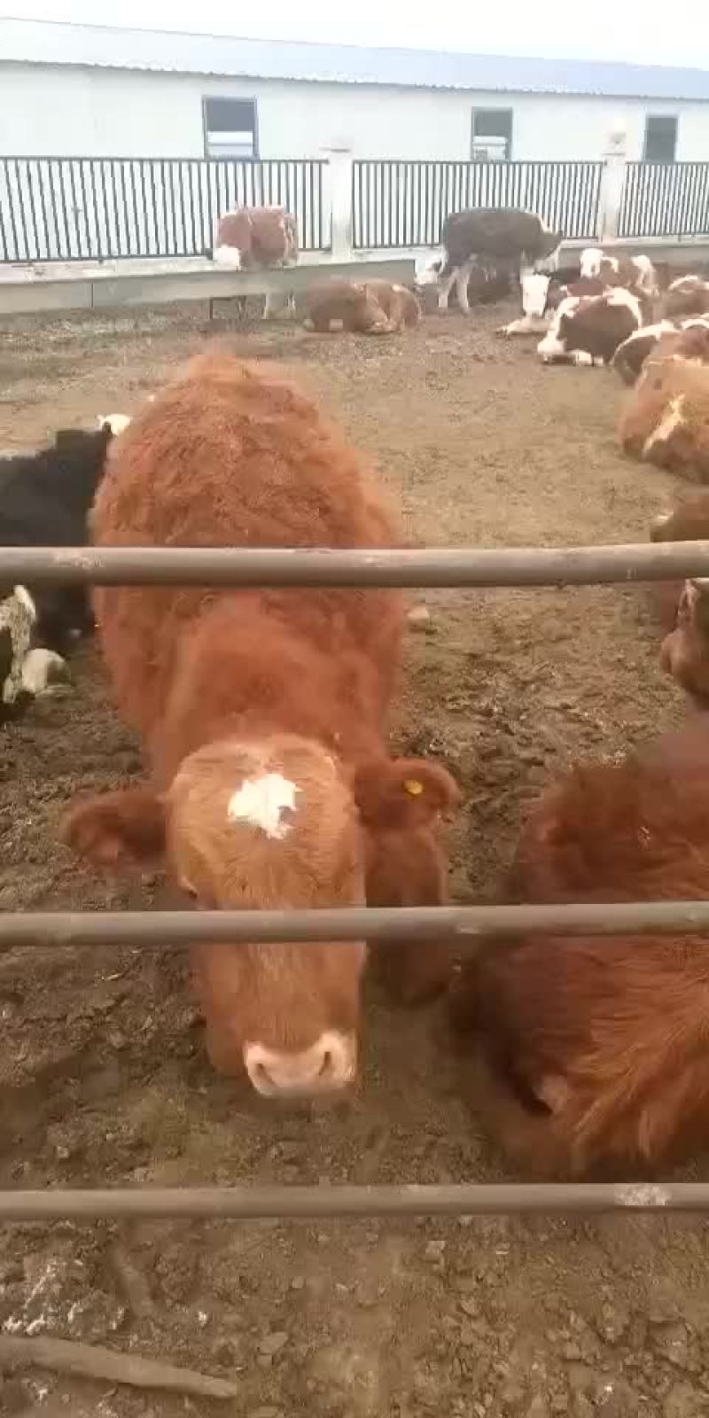 三四元杂交抵抗力强出肉率高每头补贴一千元