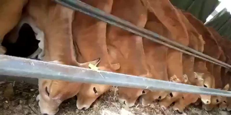 三四元杂交抵抗力强出肉率高每头补贴一千元